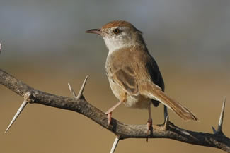 Roodkapprinia - Prinia buchanani